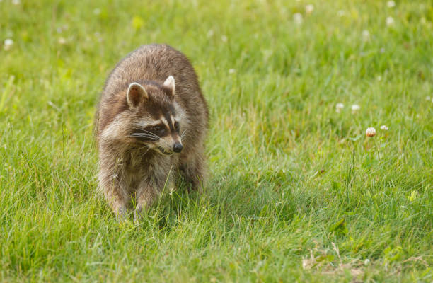 istock baby raccoons in grass 1368044184