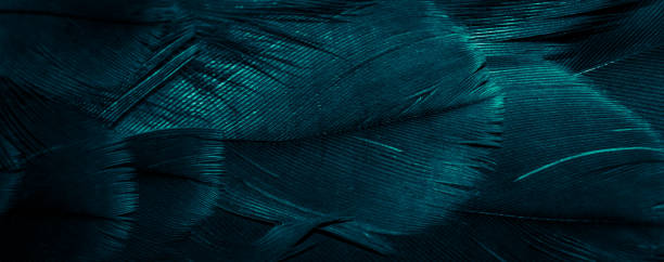 istock blue hawk feathers with visible detail. background or texture 1368044376