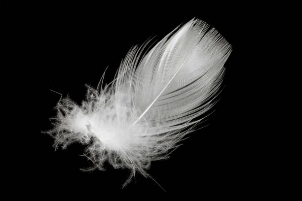 istock white duck feathers isolated on black background 1368044408