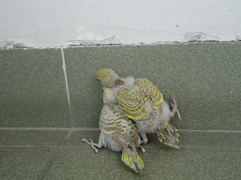 Budgerigar Bird Cute Babies in Bangladesh