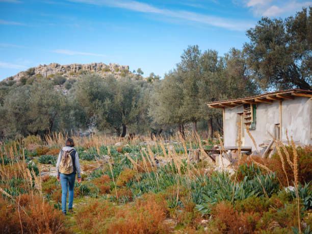 walk in olive grove, Harvest ready to produce extra virgin olive oil