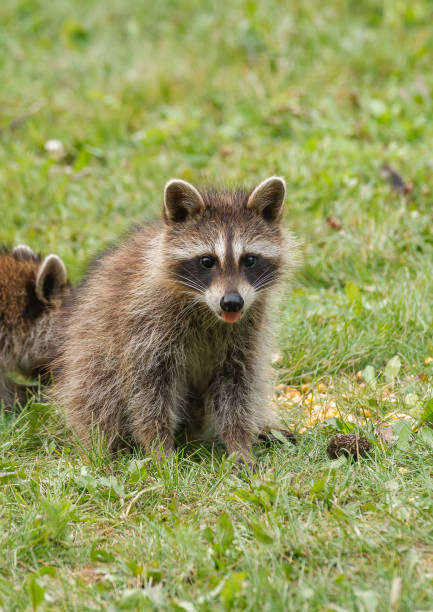istock baby raccoons in grass 1368047053