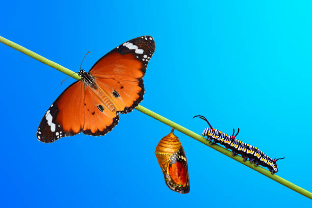 istock Monarch Butterfly , caterpillar, pupa and emerging with clipping path. 1368047057