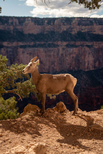 istock Animal at the Grand Canyon 1368047077