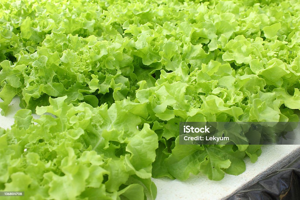 Hidropónica vegetal - Foto de stock de Agricultura libre de derechos