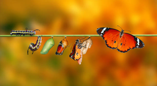 monarch butterfly , gąsienica, poczwarka i wyłaniająca się ze ścieżką przycinającą. - butterfly monarch butterfly spring isolated zdjęcia i obrazy z banku zdjęć