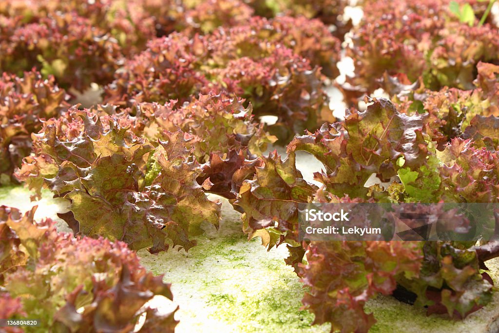 Idroponica verdura - Foto stock royalty-free di Agricoltura