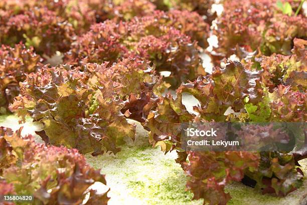 Idroponica Verdura - Fotografie stock e altre immagini di Agricoltura - Agricoltura, Botanica, Cibo