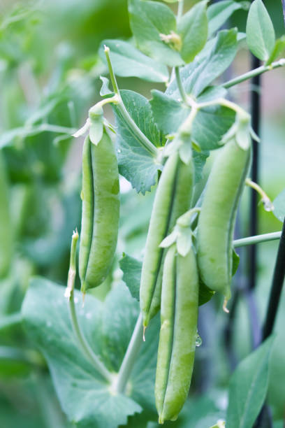 istock Sugar snaps pea plant growing in the summer garden 1368048323