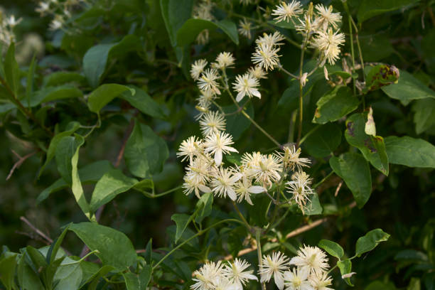 white creamy inflorescence of Clematis vitalba plant