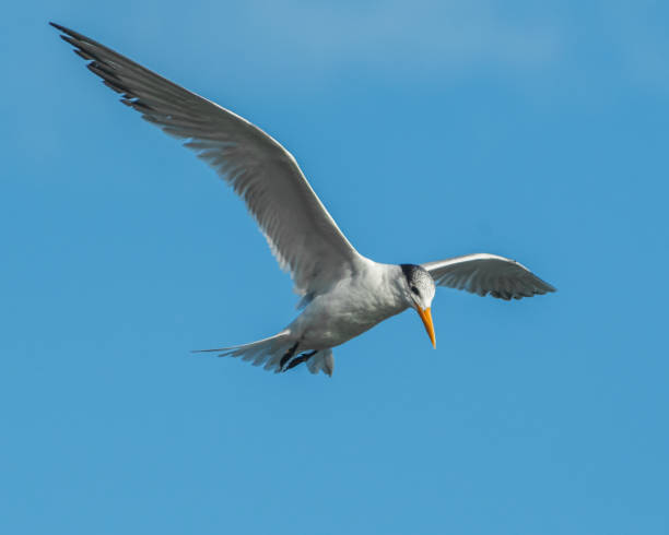 istock Seagull flying in the sky looking down 1368048634