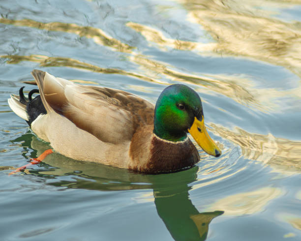 istock duck swimming in the water 1368048640