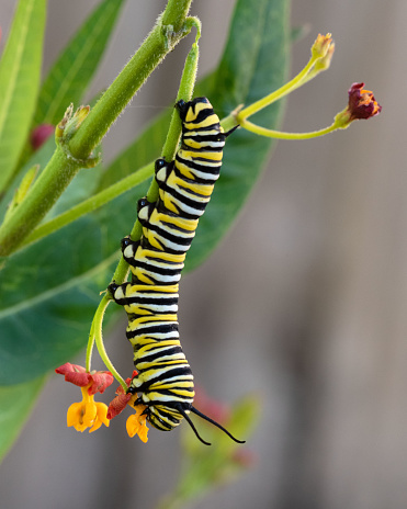 Monarch butterfly caterpillar with yellow, black, and white stripes is nibbling on a red and orange flowered milkweed plant against a blurred background.