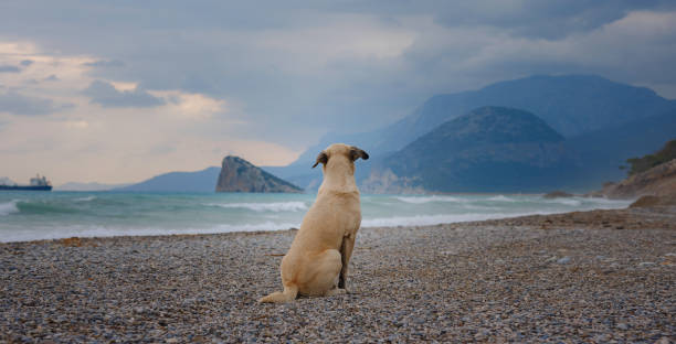dog at the mediterranean sea, sunset (288)