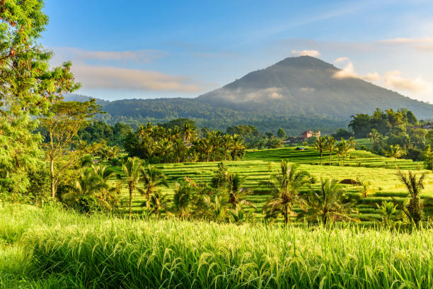 Jatiluwih Rice Terraces, Bali, Indonesia