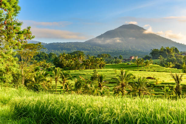 Jatiluwih Rice Terraces, Bali, Indonesia Jatiluwih is the largest and most picturesque of all of the rice terraces in Bali.
The Jatiluwih rice terraces comprise over 600 hectares of rice fields that flow down the southern slopes of the Batukaru mountain range in West Bali.
Terraces are maintained by a traditional water management cooperative known as subak, which dates back to the 9th century.
Jatiluwih, Bali, Indonesia, Asia. jatiluwih rice terraces stock pictures, royalty-free photos & images