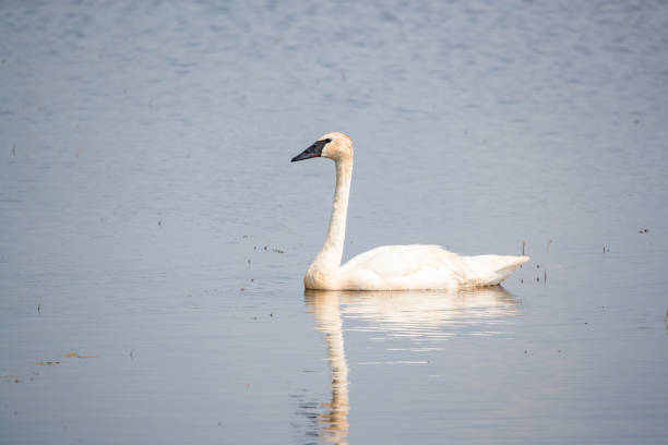 istock Trumpeter swan in pond with cygnet 1368052662
