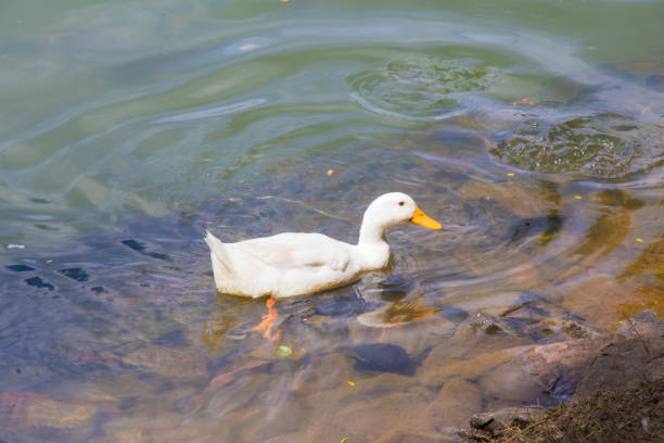A Little Duck Swimming in a Lake
