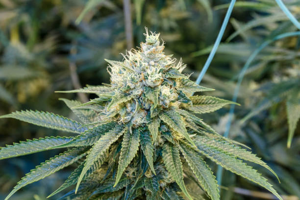 istock Cannabis plant growing in a greenhouse 1368052850