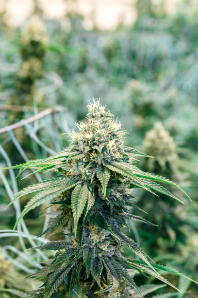 istock Cannabis plant growing in greenhouse 1368052863