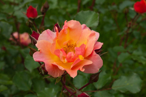 istock Single peach rose with leaves on natural green background. 1368052927