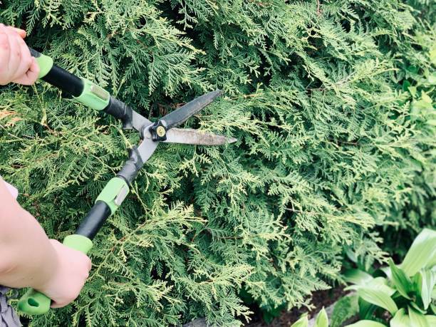 istock Hands are cut bush clippers in garden. 1368054368