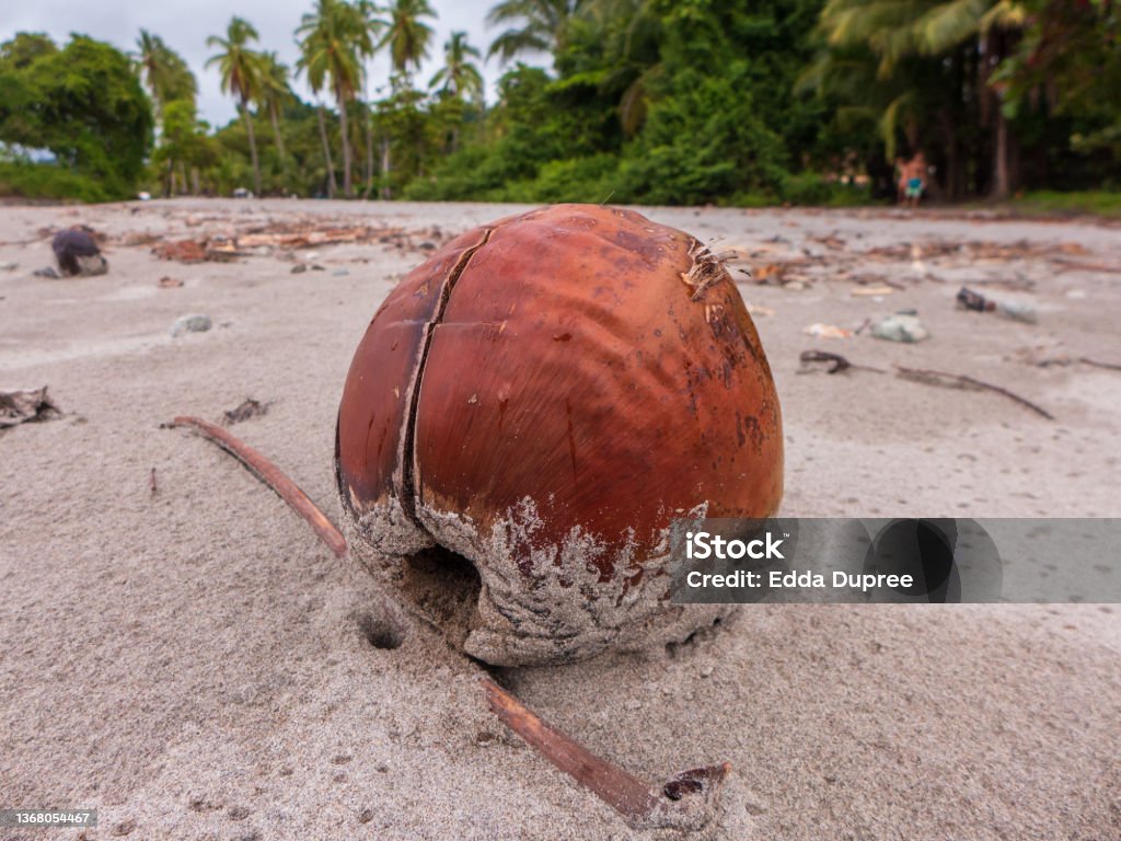 Coconut in the sand on the beach of Manuel Antonio near Quepos in Costa Rica. Beach Stock Photo