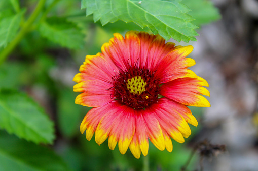 Close up of an Indian Blanket Flower
