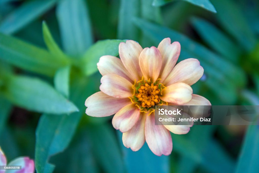 Zinnia Flower Close up of a yellow and pink Zinnia Flower Nature Stock Photo