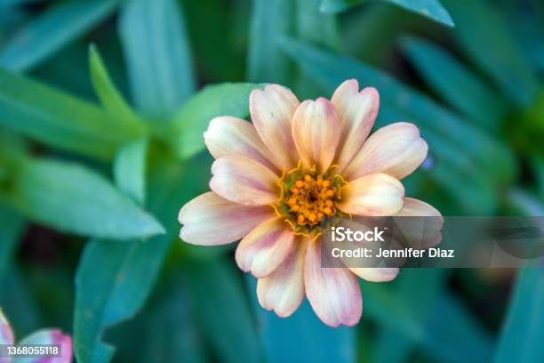 Zinnia Flower Stock Photo - Download Image Now - Nature, Florida - US State, Macrophotography