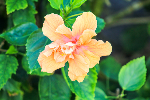 A tropical hibiscus bush is growing in Hawaii on a bright, sunny day. A large, bright orange bloom stands out from the bush, it has pink in the centre.