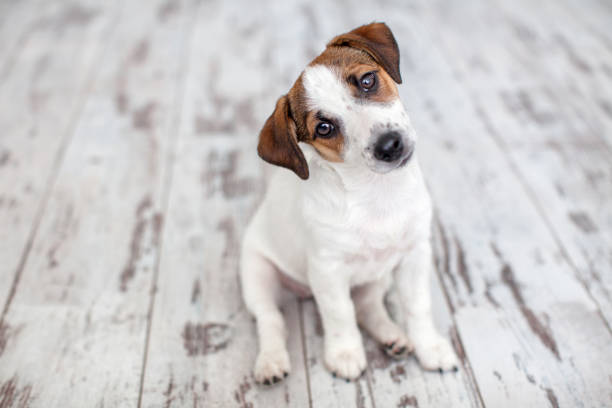 istock Puppy sitting on floor 1368055312