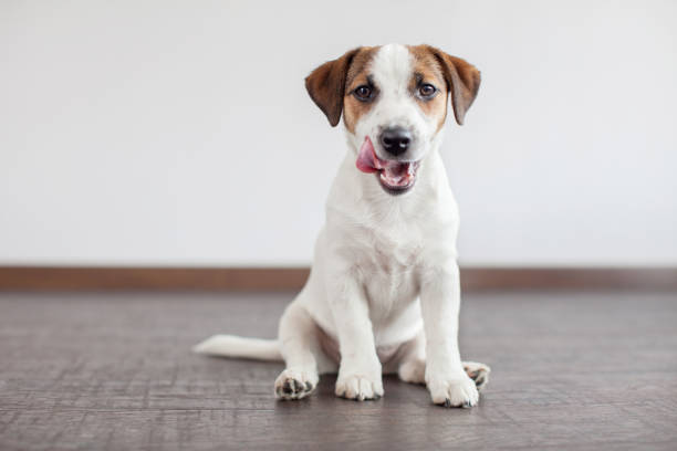 Dog sitting on floor. Pet at home. Puppy licked