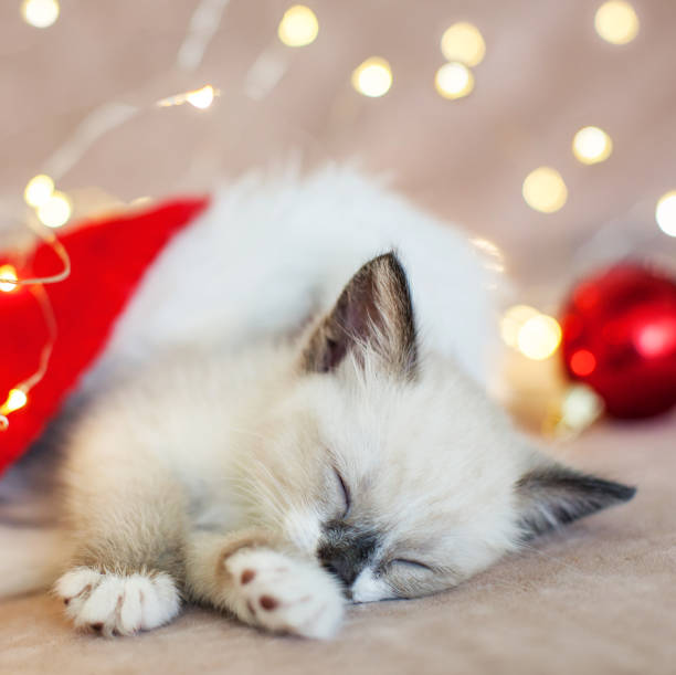 istock Kitten sleep in christmas hat 1368055574