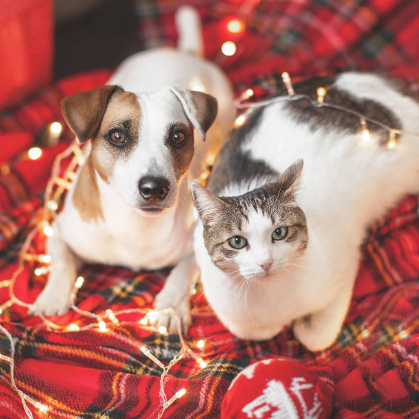istock Dog and cat in christmas decoration 1368055579