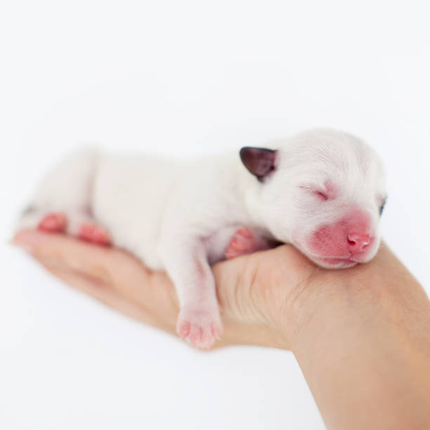 istock Newborn puppy in the palms 1368055581