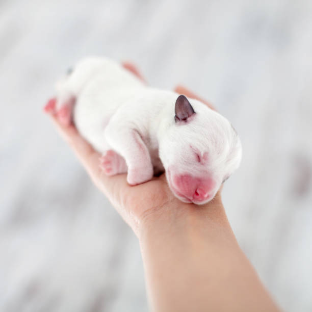 istock Newborn puppy in the palms 1368055582