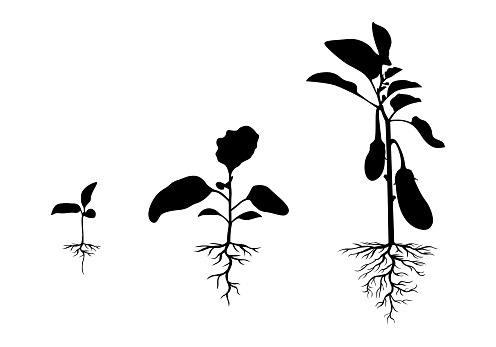 Vector illustration of silhouette eggplant plant with roots set