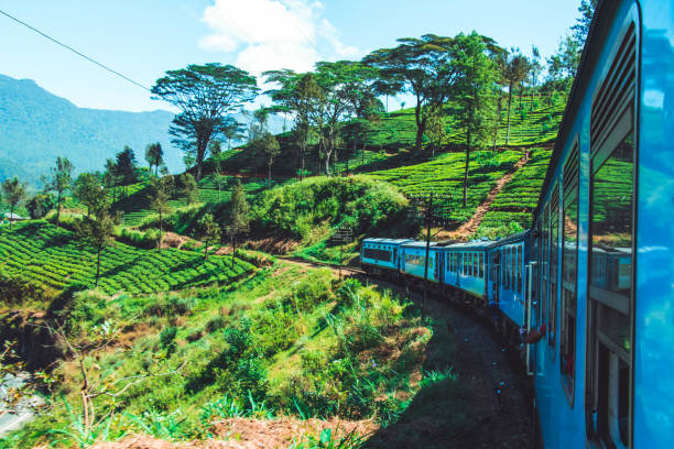 istock Sri Lankan Train Among Beautiful Estates 1368056687
