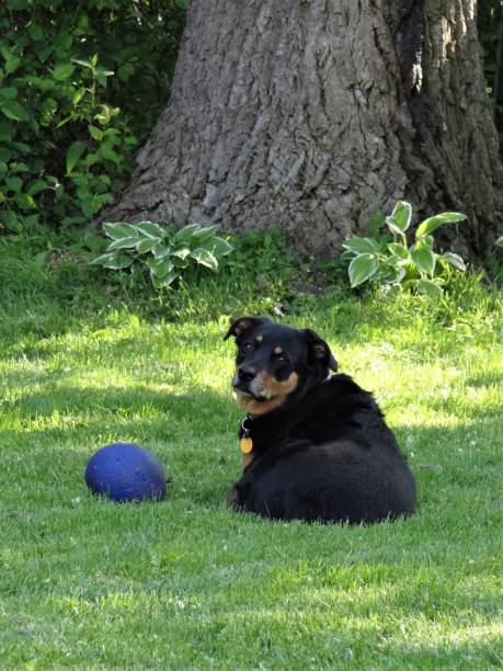 family dog relaxing in the backyard. - ochoa 個照片及圖片檔