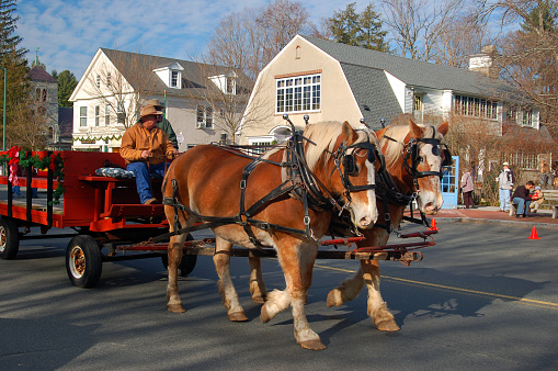 Stockbridge, MA, USA December 2 A guide leads two horses as they tour through the historic district of downtown Stockbridge Massachusetts during a Christmas festival
