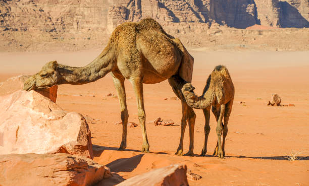 istock Camels in the Wadi Rum desert in Jordan 1368059954
