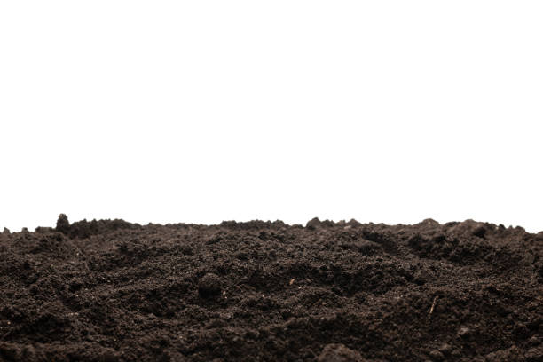 Black land for plant isolated on white background. Copy space.