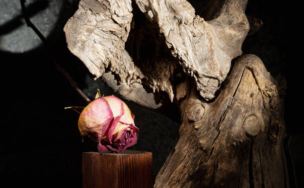 A dried rose lies on a wooden podium under a lighted, wooden, dry tree trunk. Decorative composition in a dark key.