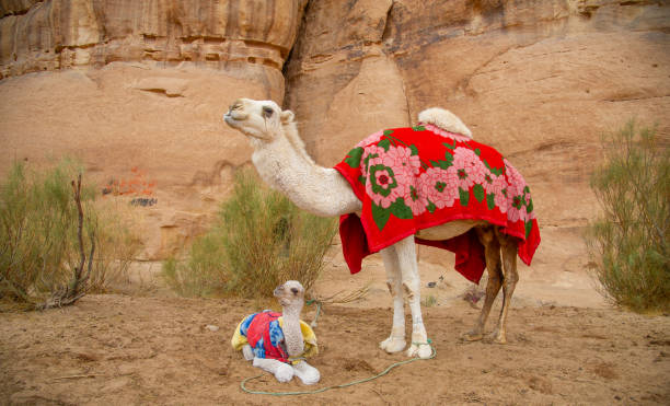 kamele in der wüste wadi rum in jordanien - jordan camel wadi rum arabia stock-fotos und bilder