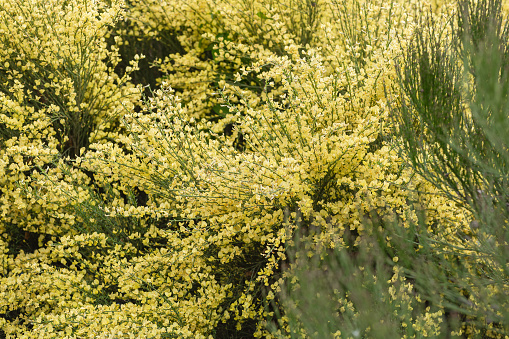 Garden loosestrife or yellow loosestrife blooming wild plant, Lysimachia vulgaris