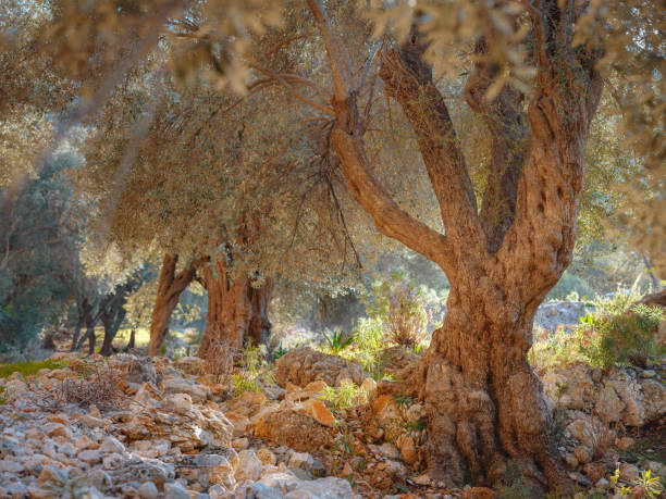 promenade dans l’oliveraie, récolte prête à produire de l’huile d’olive extra vierge - mount of olives photos et images de collection