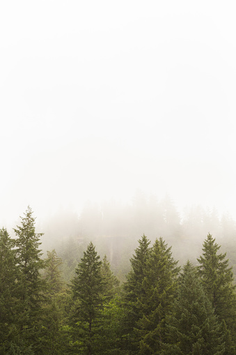 A vertical photo of treetops disappearing into the mist in the bottom third of the image.