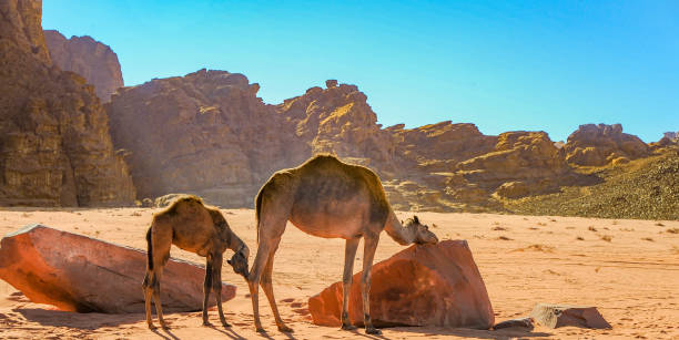 istock Camels in the Wadi Rum desert in Jordan 1368061737