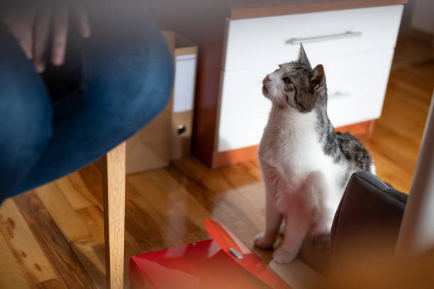 Beautiful cat waiting by its owner's legs